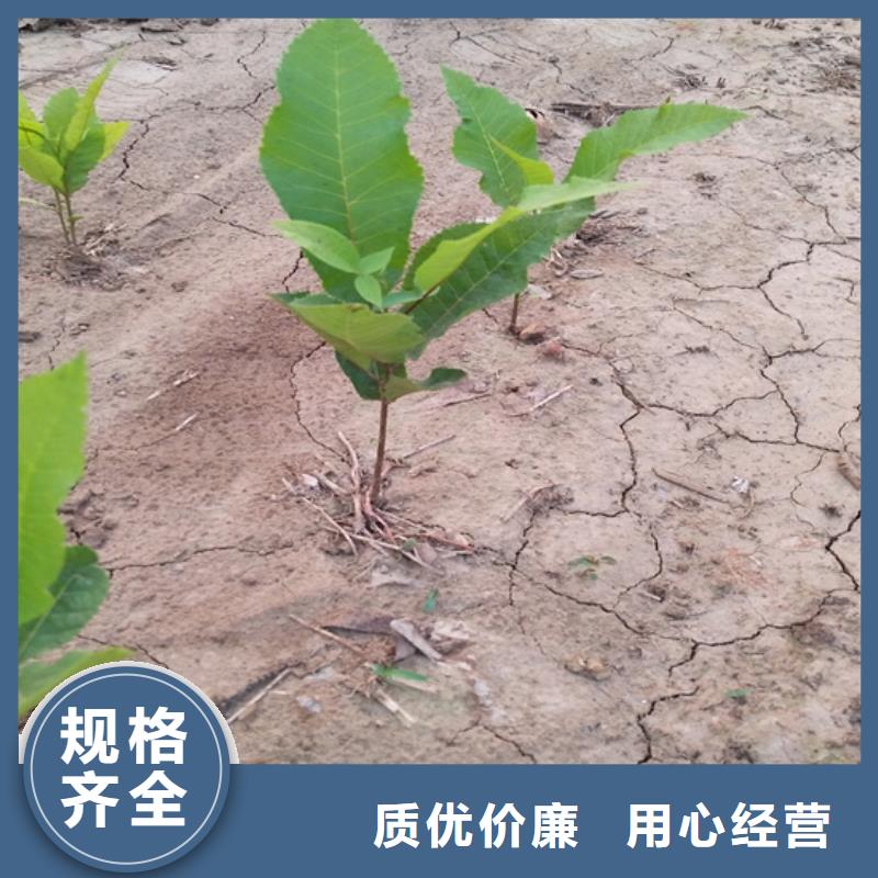 【碧根果_花椒苗质量检测】按需定制