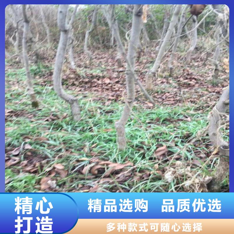 【碧根果苹果苗厂家直销值得选择】源厂直接供货