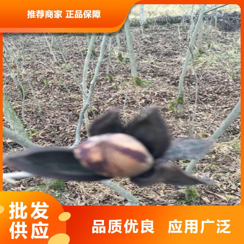 碧根果,桃树苗您身边的厂家本地品牌