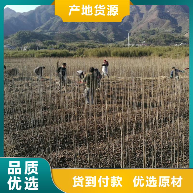 碧根果苹果苗经验丰富品质可靠实力厂家