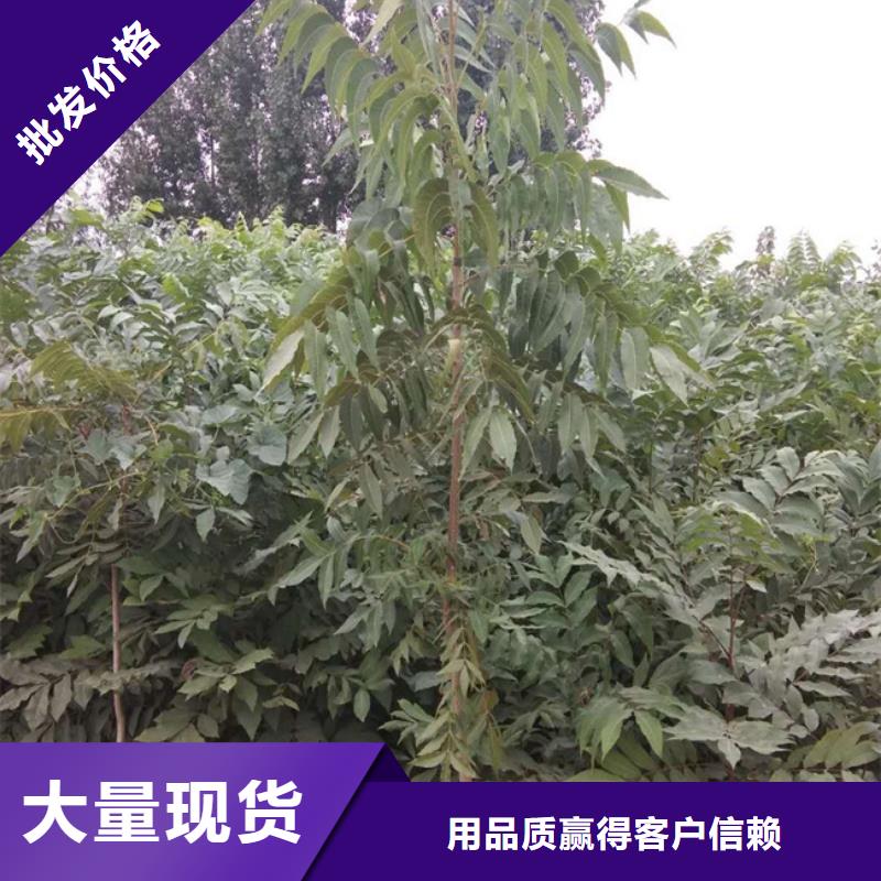 【碧根果】李树苗工期短发货快专注细节更放心