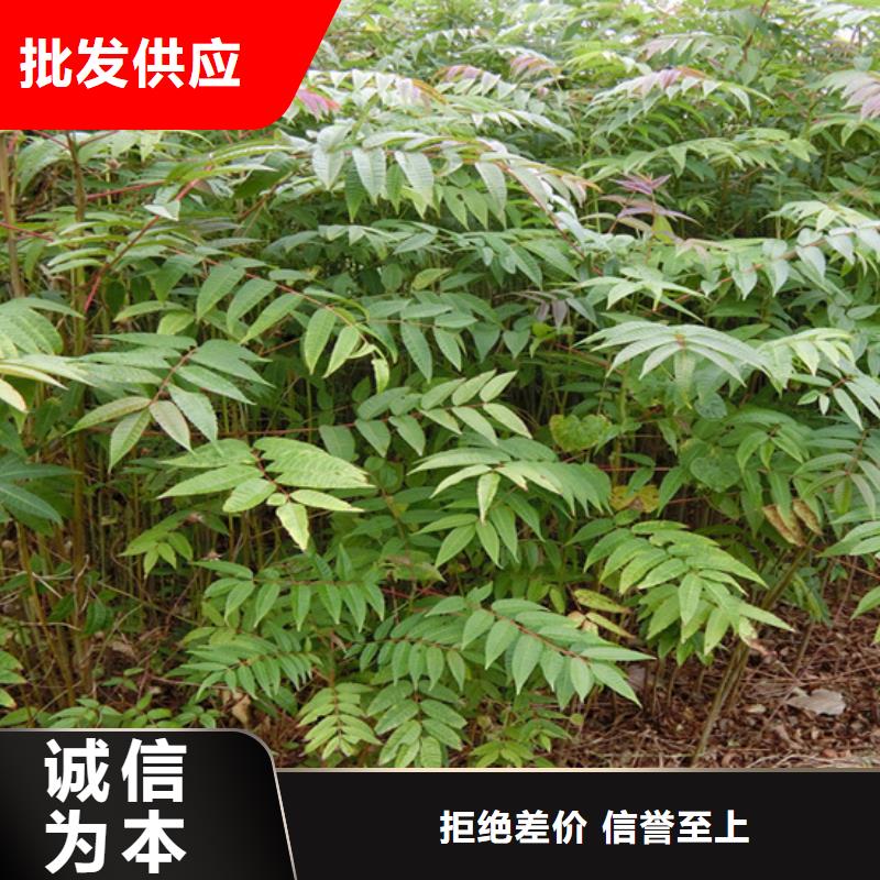 香椿苹果苗选择大厂家省事省心同城厂家