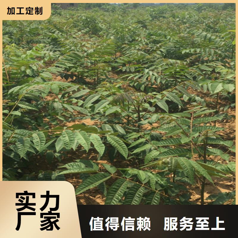 香椿蓝莓苗大量现货当地供应商