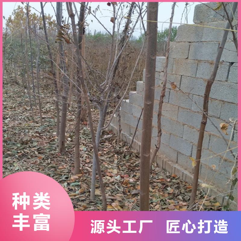 香椿,苹果苗高品质现货销售附近制造商