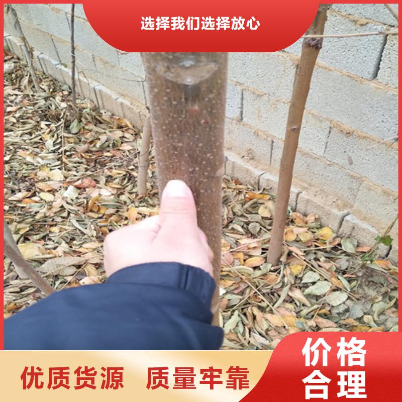 【香椿】_樱桃苗实体厂家当地经销商