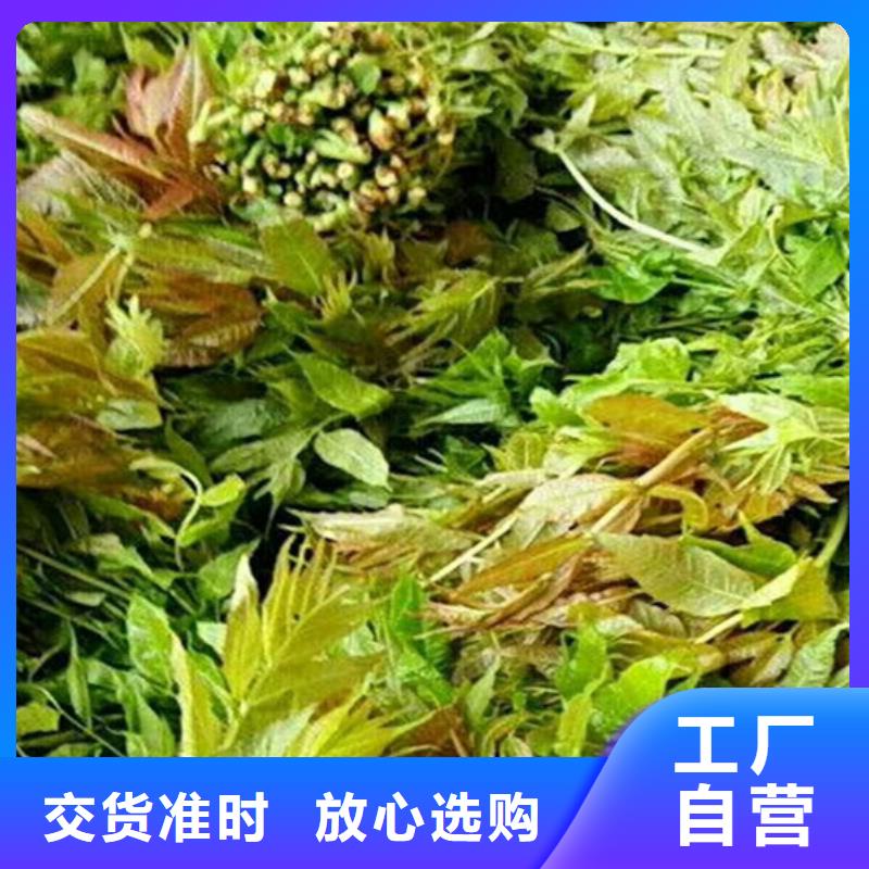 香椿苹果苗交货准时安心购