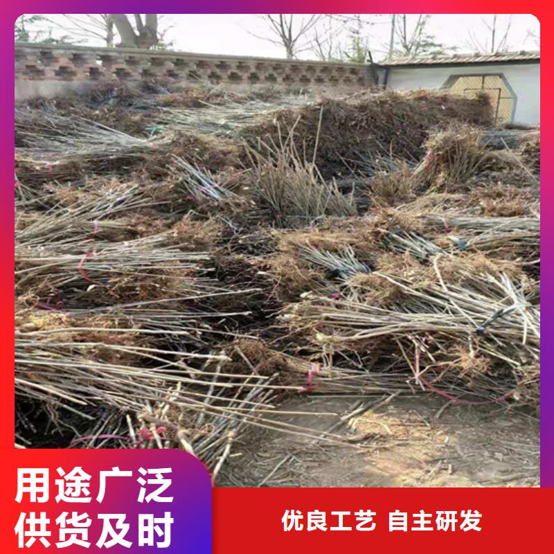 【香椿苹果苗诚信为本】当地生产商