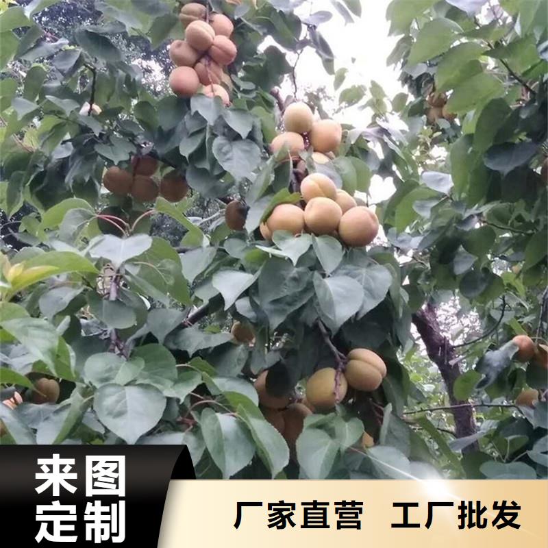 杏葡萄苗多行业适用当地经销商