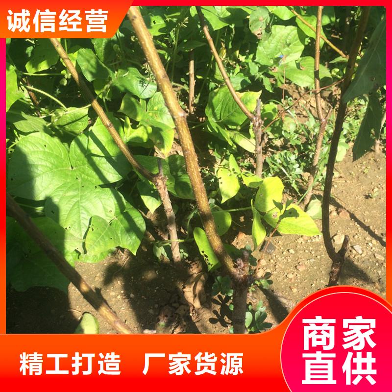 杏_【苹果苗】质量安全可靠追求品质