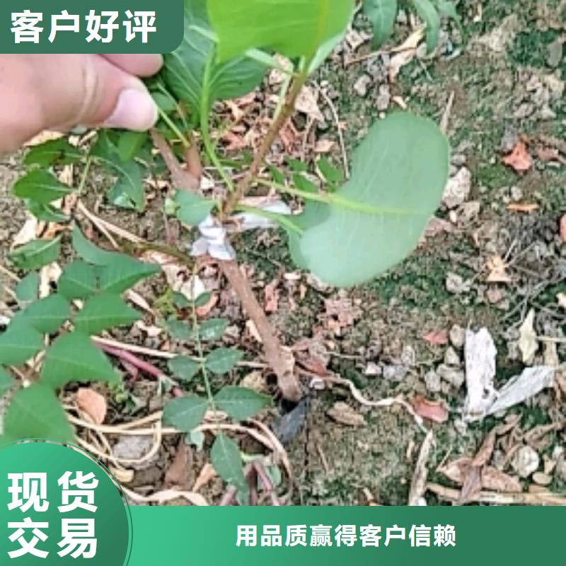 开心果-【蓝莓苗】应用广泛附近生产商