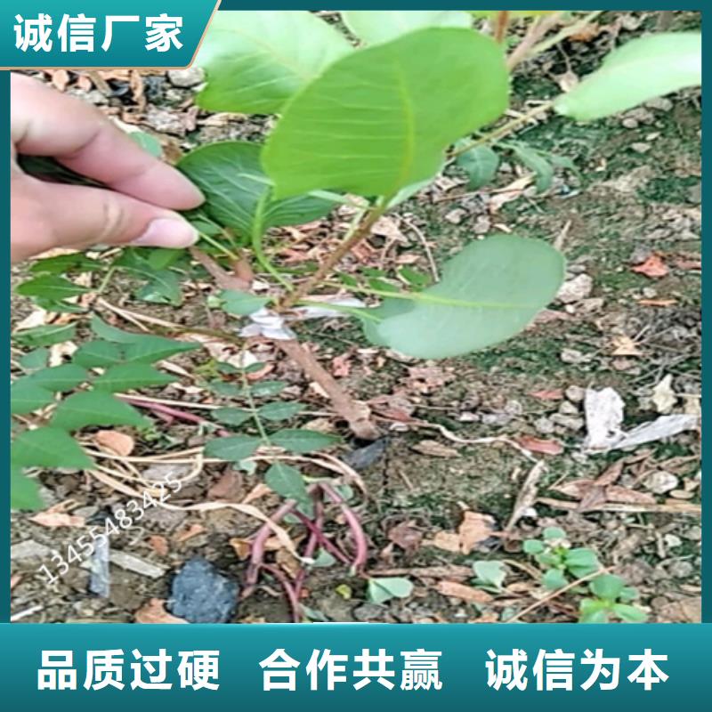 开心果红石榴苗基地源厂供货买的放心安兴用的舒心