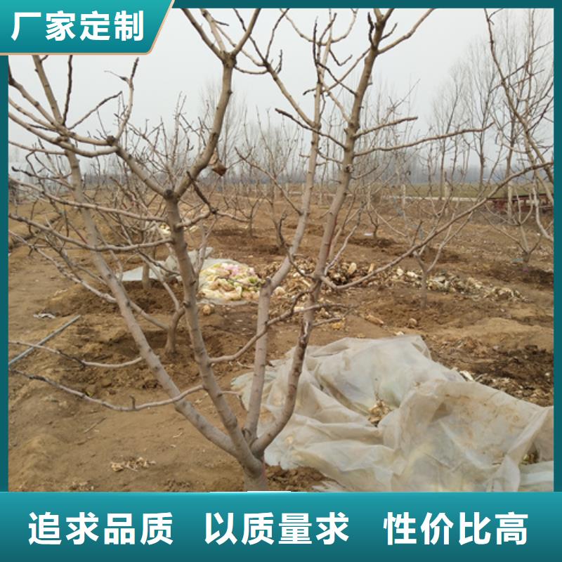 开心果苹果苗产品优良诚信经营现货现发