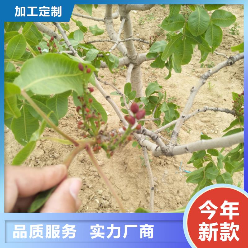 开心果苹果苗敢与同行比价格附近供应商