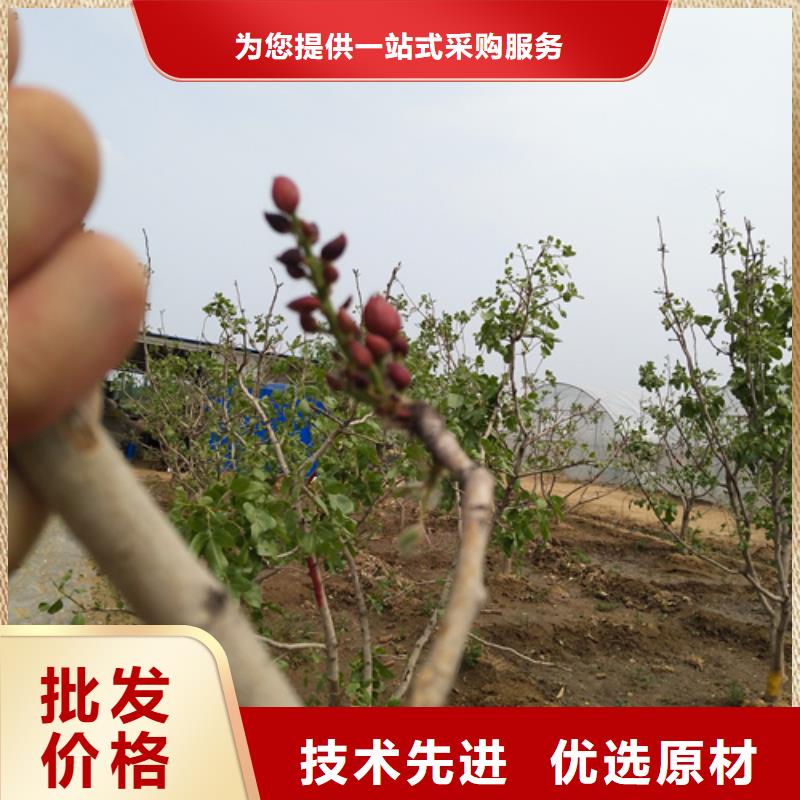 开心果-苹果苗好货直销当地经销商