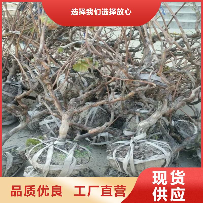 无核葡萄苗便宜价格当地供应商