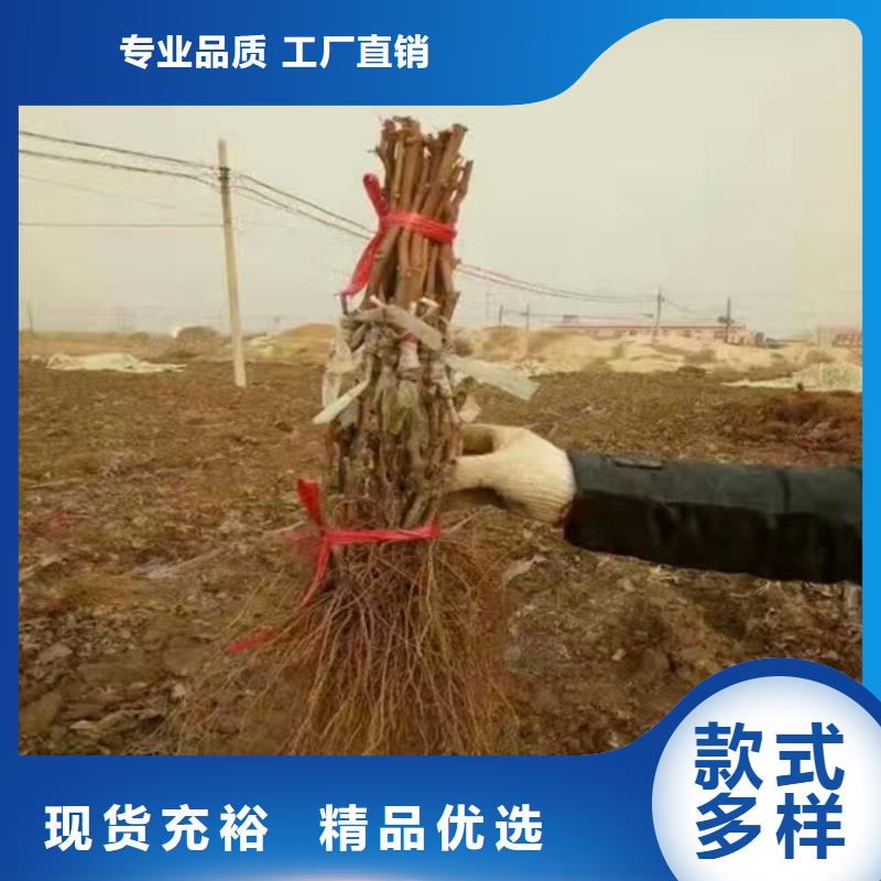 阳光玫瑰葡萄苗批发当地制造商