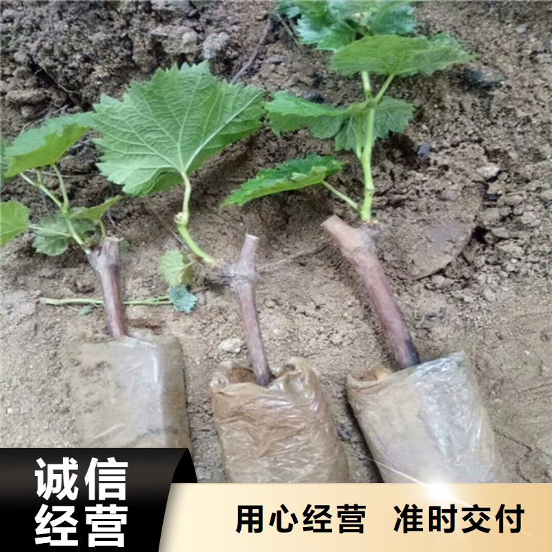 阳光玫瑰葡萄苗哪里有种植的同城品牌