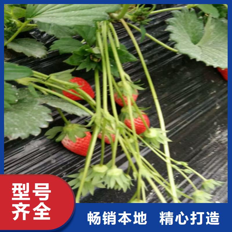 草莓苗,红油香椿树苗自有生产工厂支持加工定制