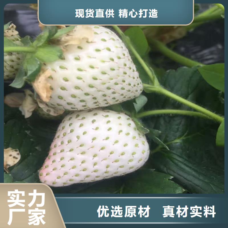 草莓苗品种耐储存品种品质保障售后无忧