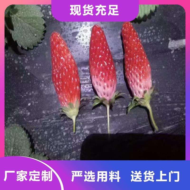 白果草莓苗价格支持货到付清