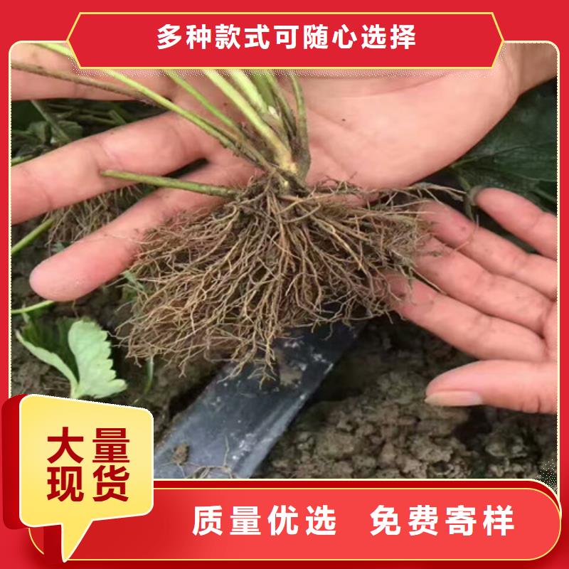 隋珠草莓苗保质保量厂家直营