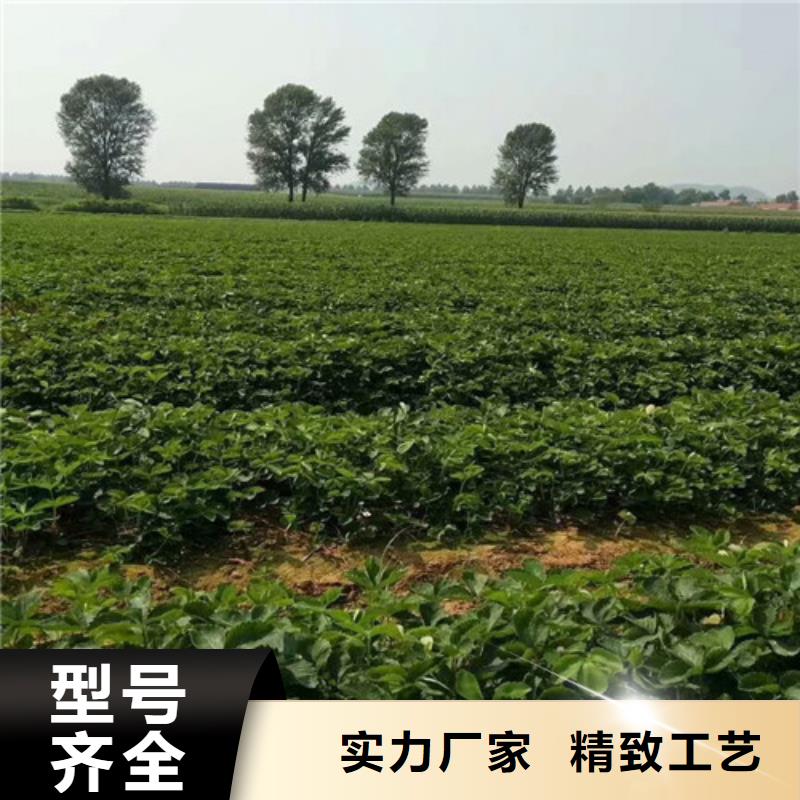 隋珠草莓苗、隋珠草莓苗生产厂家-本地商家本地经销商