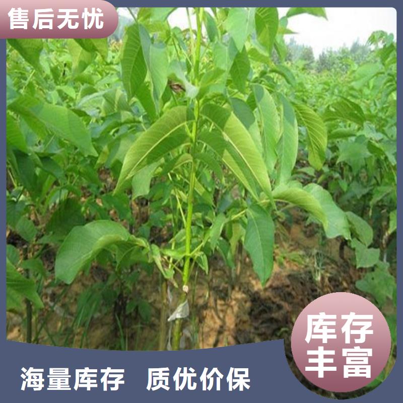 碧根果树苗种植品种选择附近生产商