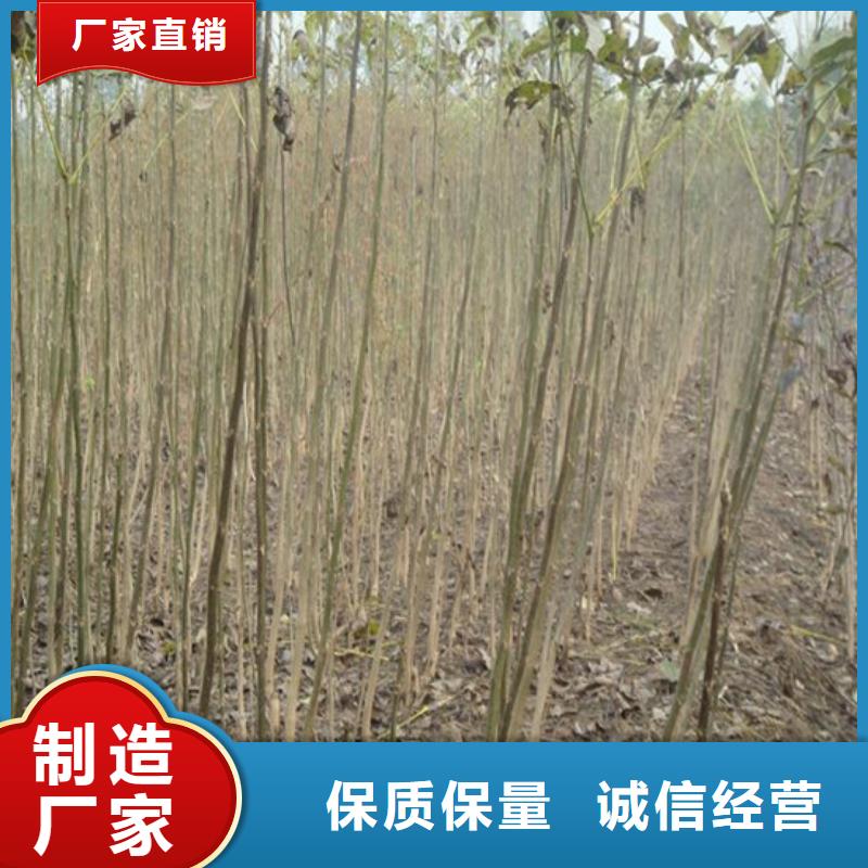 香玲核桃苗耐储存品种应用范围广泛