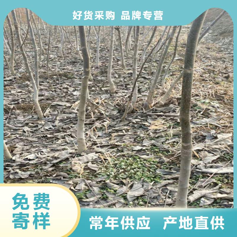 核桃苗-夏黑葡萄苗口碑好实力强附近生产厂家