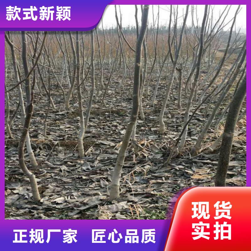 核桃苗草莓苗价格好品质用的放心同城公司