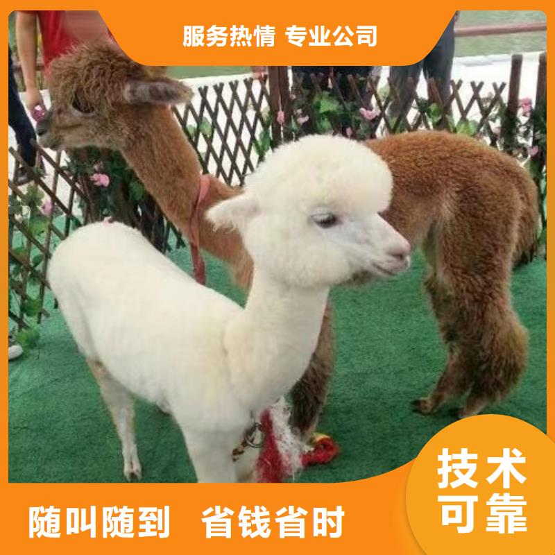 亳州马戏团/羊驼羊驼出租专业服务