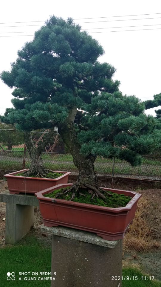 矿山修复尾矿充填土壤固化剂支持定制